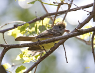 Great Crested Flycatcher 1223